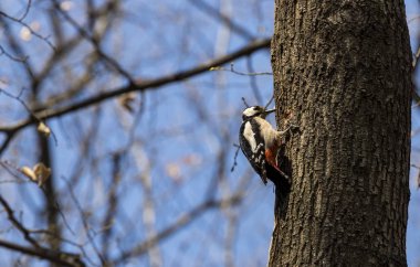 bir ağaç üzerinde büyük benekli ağaçkakan