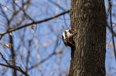 bir ağaç üzerinde büyük benekli ağaçkakan
