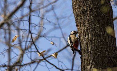 bir ağaç üzerinde büyük benekli ağaçkakan