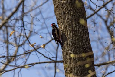 bir ağaç üzerinde büyük benekli ağaçkakan