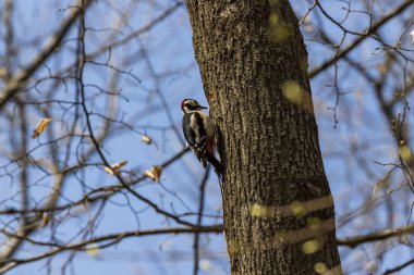 bir ağaç üzerinde büyük benekli ağaçkakan