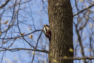 bir ağaç üzerinde büyük benekli ağaçkakan