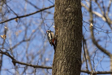 bir ağaç üzerinde büyük benekli ağaçkakan