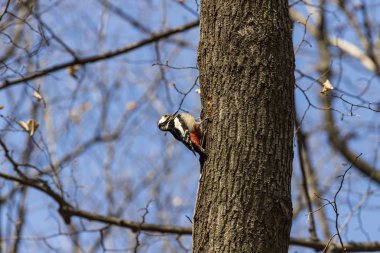 bir ağaç üzerinde büyük benekli ağaçkakan