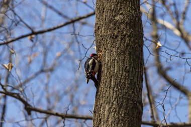 bir ağaç üzerinde büyük benekli ağaçkakan