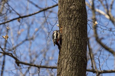 bir ağaç üzerinde büyük benekli ağaçkakan
