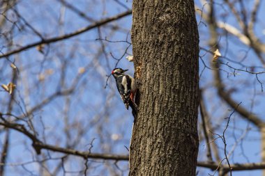 bir ağaç üzerinde büyük benekli ağaçkakan