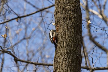 bir ağaç üzerinde büyük benekli ağaçkakan