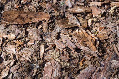 Düşmüş ağaç kabuğu parçaları