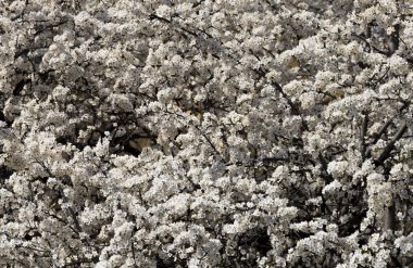 Kiraz eriği çiçek açması beyaz çiçekler