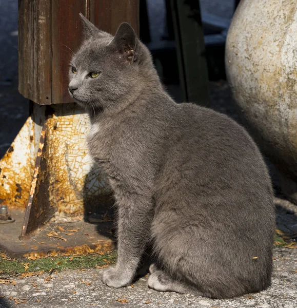 Homeless Grey Cute Kitty — Stock Photo, Image