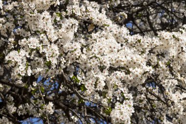 Kiraz eriği çiçek açması beyaz çiçekler