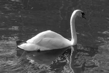 Pelikan gölde bir hayvanat bahçesi