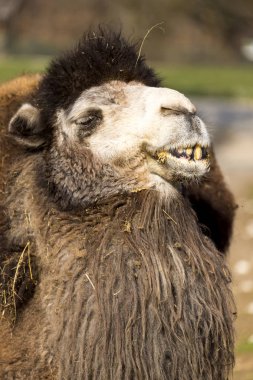 Hayvanat bahçesindeki Bactrian Devesi