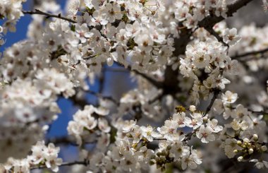 Kiraz eriği çiçek açması beyaz çiçekler