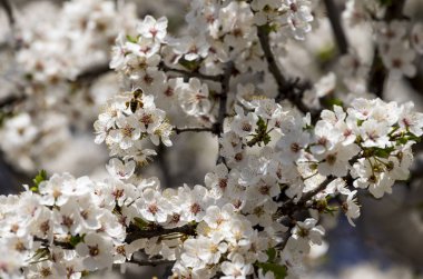 Kiraz eriği çiçek açması beyaz çiçekler