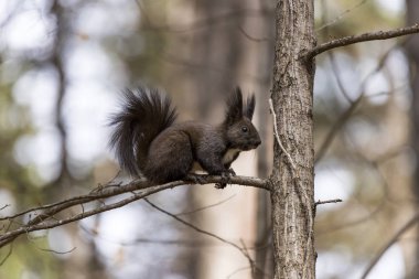 Ağaç dalı üzerinde korkmuş sincap