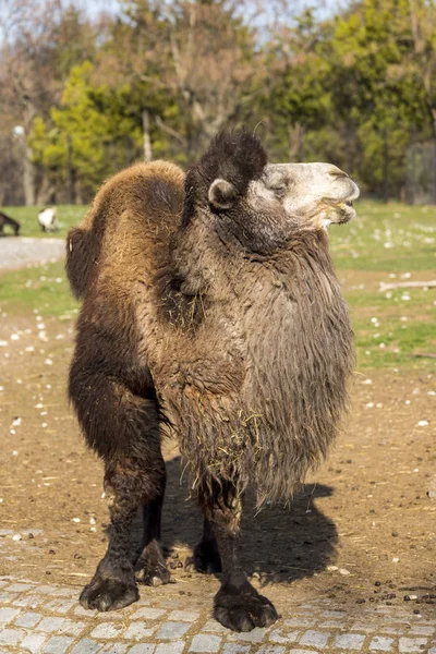 Bactrian Camel Zoo — Stock Photo, Image