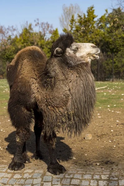 Бактрійський Верблюд Зоопарку — стокове фото