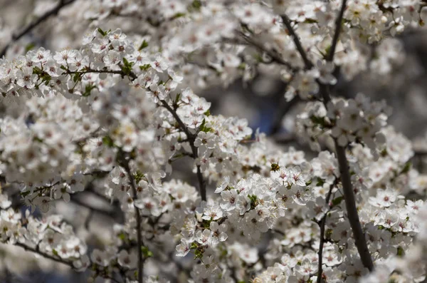 Blossoming white flowers of a cherry plum
