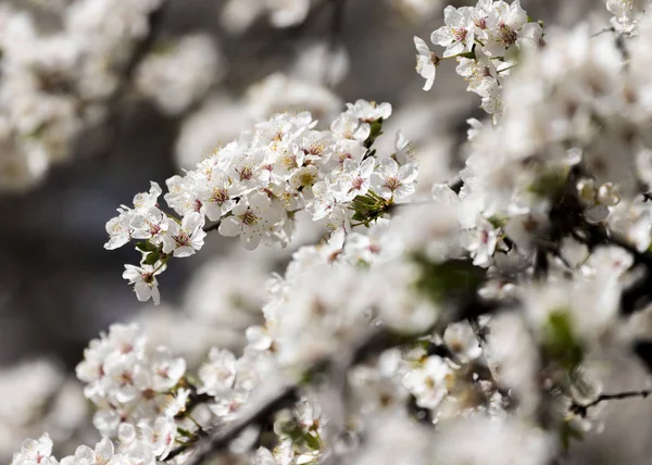 Blossoming white flowers of a cherry plum