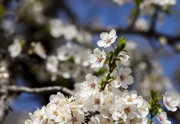 Blossoming white flowers of a cherry plum