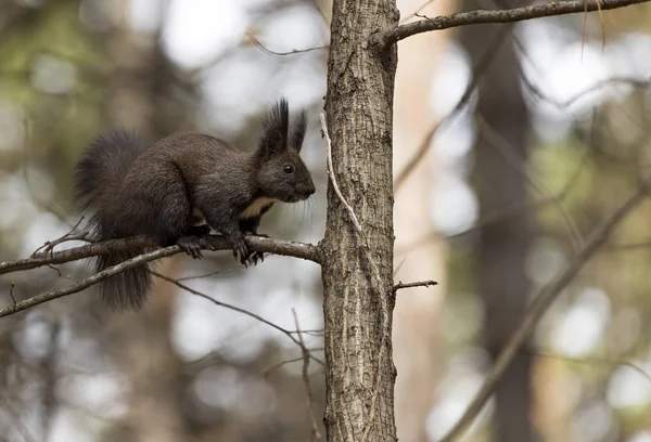 Esquilo Assustado Galho Árvore — Fotografia de Stock