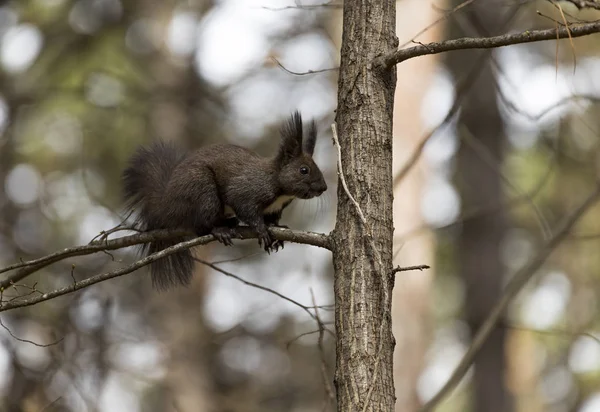 Esquilo Assustado Galho Árvore — Fotografia de Stock