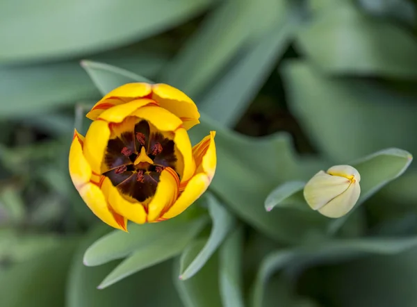 Los Tulipanes Forman Género Geófitos Herbáceos Perennes Florecientes Primavera Las — Foto de Stock