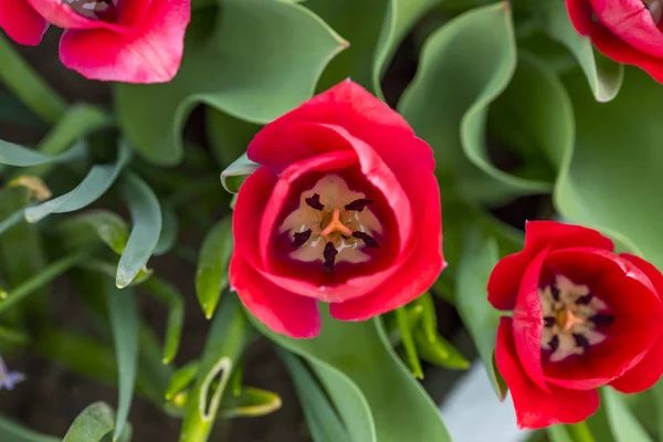 Los Tulipanes Forman Género Geófitos Herbáceos Perennes Florecientes Primavera Las — Foto de Stock