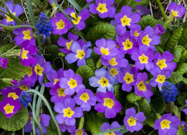 Bir demet Bahçe çiçekleri