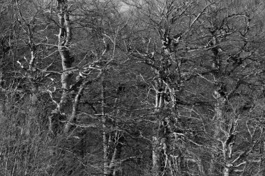 Siyah ve beyaz yapraksız kış ormanı