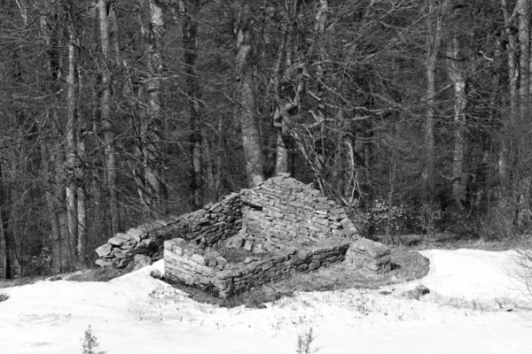 Blattloser Winterwald Schwarz Weiß — Stockfoto