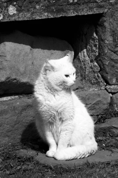 Witte Kat Een Steen — Stockfoto