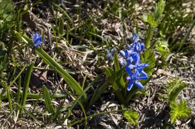 Sümbül, Stara Planina Dağı'nın Triglav masifinde, Orta Balkan Milli Parkı, Bulgaristan