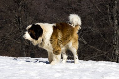 St Bernard veya St Bernard - İtalya ve İsviçre'de batı Alpleri çok büyük çalışan köpek bir cins