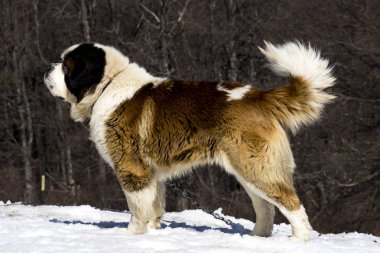 St Bernard veya St Bernard - İtalya ve İsviçre'de batı Alpleri çok büyük çalışan köpek bir cins