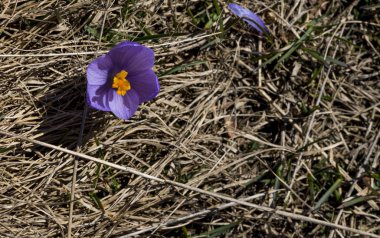 Stara Planina Dağı Triglav Massif panoramik görünümünde Crocus, orta Balkan Milli Parkı, Bulgaristan