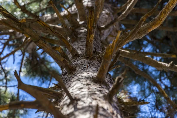 Tall Träd Grenar Och Blå Himmel — Stockfoto