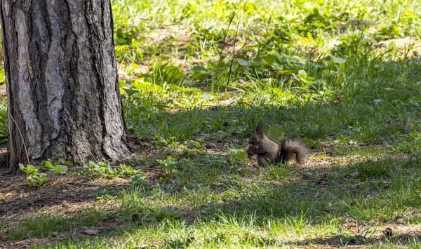 Eichhörnchen Stadtpark Von Sofia Bulgarien — Stockfoto