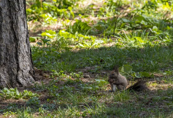 Esquilo Parque Cidade Sofia Bulgária — Fotografia de Stock