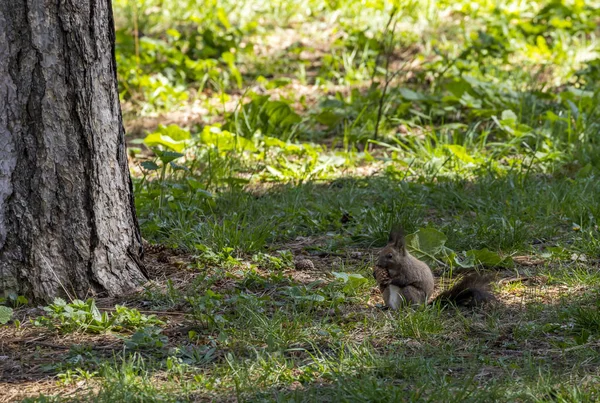 Mókus Városi Parkban Szófia Bulgária — Stock Fotó