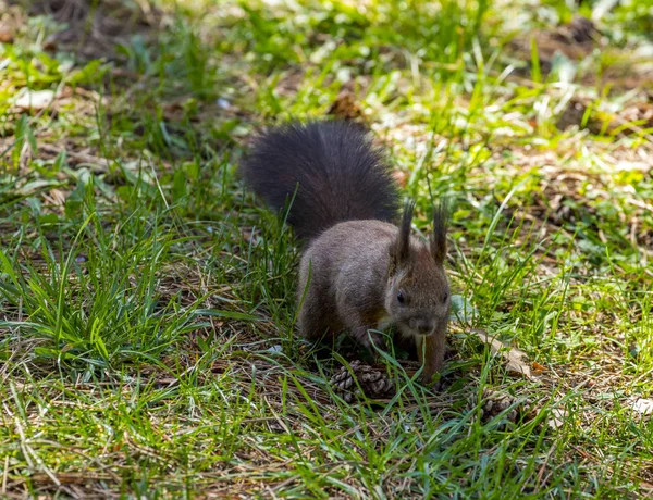 Ardilla Parque Ciudad Sofía Bulgaria — Foto de Stock