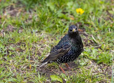 Common starling (Sturnus vulgaris), also known as the European starling, or in the British Isles just the starling, is a medium-sized passerine bird in the starling family, Sturnidae.  clipart