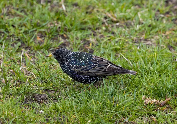 Szpak Sturnus Vulgaris Znany Również Jako Europejska Szpak Lub Wyspach — Zdjęcie stockowe