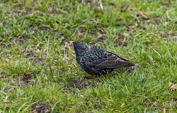 Szpak Sturnus Vulgaris Znany Również Jako Europejska Szpak Lub Wyspach — Zdjęcie stockowe