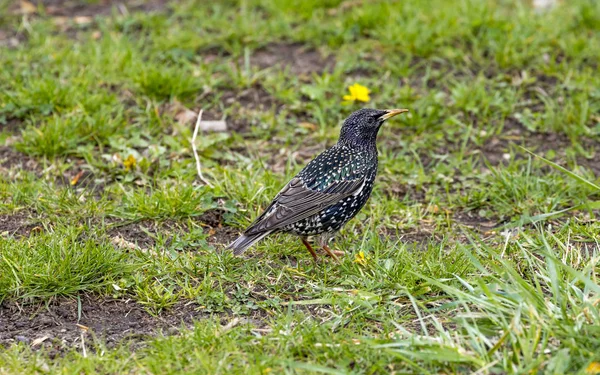 Gemensamma Stare Sturnus Vulgaris Även Känd Som Den Europeiska Starling — Stockfoto