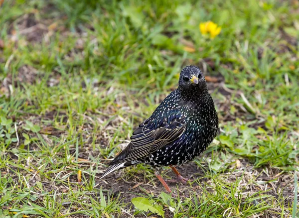 Gemensamma Stare Sturnus Vulgaris Även Känd Som Den Europeiska Starling — Stockfoto