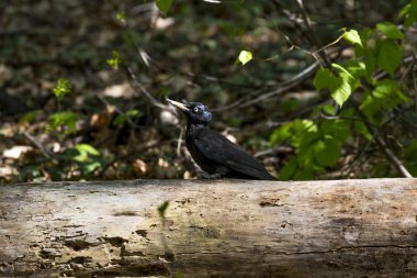 Sofya'da siyah ağaçkakan - kuzey palearktik boyunca olgun ormanda yaşayan büyük bir ağaçkakan. O bölgedeki cinsinin tek temsilcisidir. Avrasya'da yelpazesi genişliyor