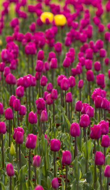 BaharSofya'da çiçek açan laleler, Bulgaristan